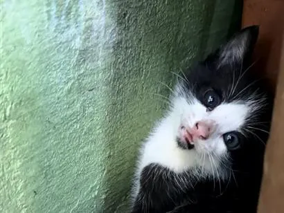 Gato raça SRD-ViraLata idade 2 a 6 meses nome Sem Nome 