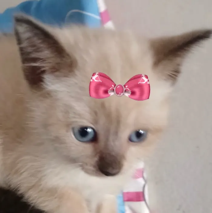 Gato raça Siamês idade 2 a 6 meses nome Mia