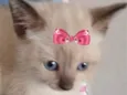Mia