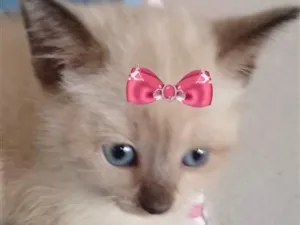 Gato raça Siamês idade 2 a 6 meses nome Mia