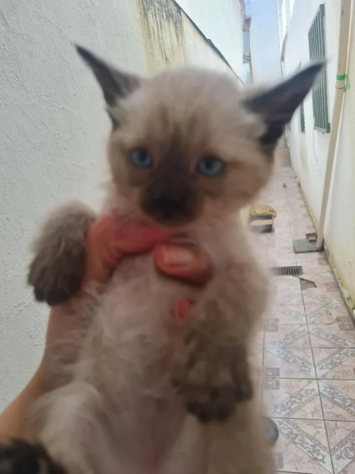 Gato raça Siamês idade Abaixo de 2 meses nome sol