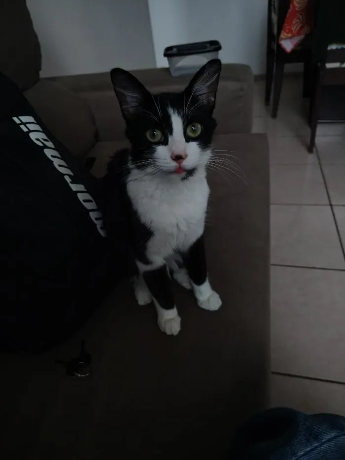 Gato raça Siamês idade 7 a 11 meses nome Marcinha