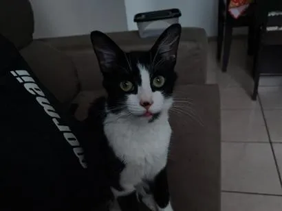 Gato raça Siamês idade 7 a 11 meses nome Marcinha