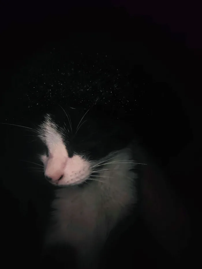 Gato raça Siamês idade 7 a 11 meses nome Marcinha