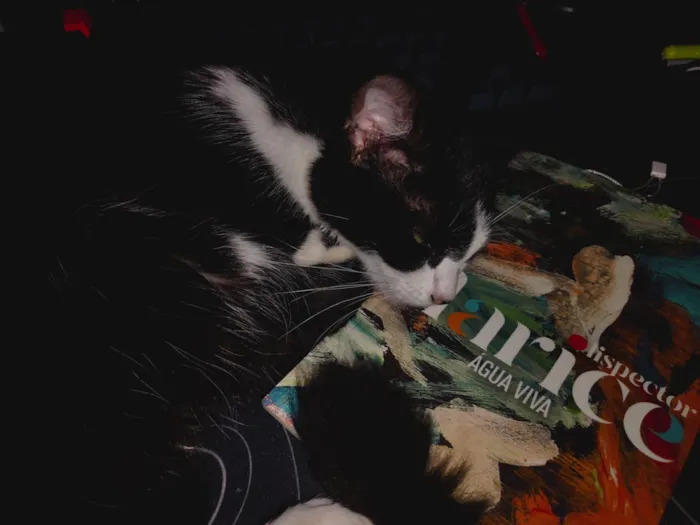 Gato raça Siamês idade 7 a 11 meses nome Marcinha
