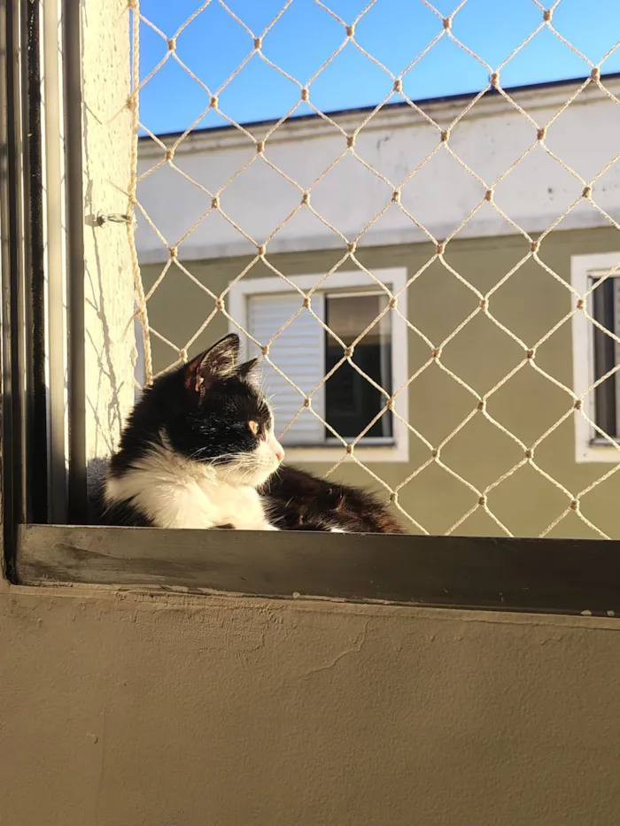 Gato raça Siamês idade 7 a 11 meses nome Marcinha