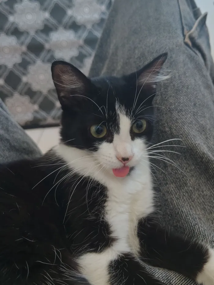 Gato raça Siamês idade 7 a 11 meses nome Marcinha
