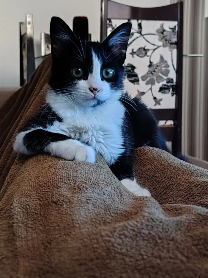Gato raça Siamês idade 7 a 11 meses nome Marcinha