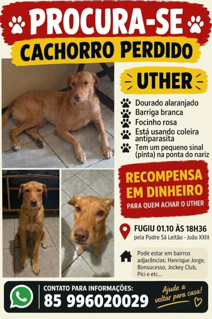 Cachorro raça SRD-ViraLata idade 6 ou mais anos nome Uther