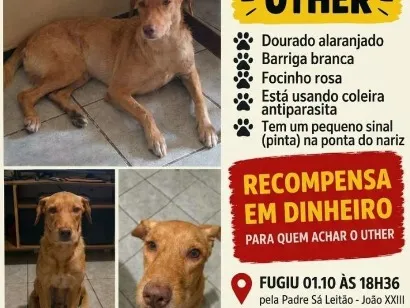 Cachorro raça SRD-ViraLata idade 6 ou mais anos nome Uther