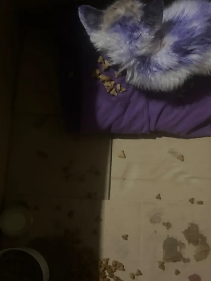Gato raça SRD-ViraLata idade 2 a 6 meses nome Athena
