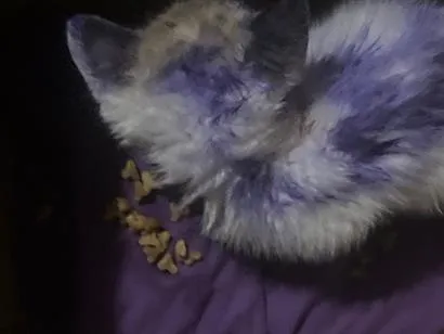 Gato raça SRD-ViraLata idade 2 a 6 meses nome Athena