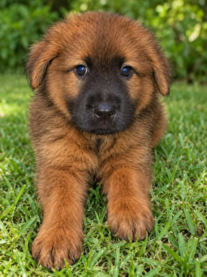 Cachorro raça Pastor Alemão idade 2 a 6 meses nome Cindy