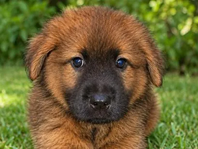 Cachorro raça Pastor Alemão idade 2 a 6 meses nome Cindy