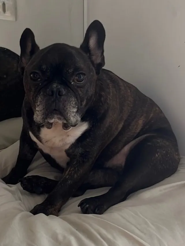 Cachorro raça SRD-ViraLata idade 6 ou mais anos nome Shoyu