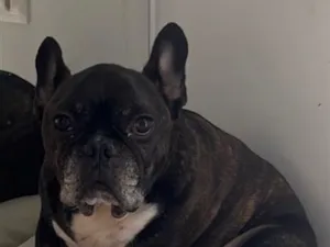 Cachorro raça SRD-ViraLata idade 6 ou mais anos nome Shoyu