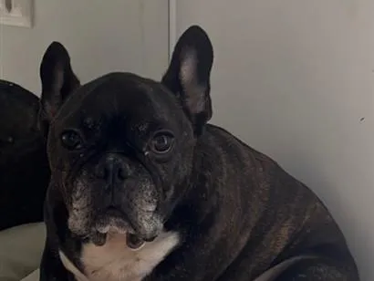 Cachorro raça SRD-ViraLata idade 6 ou mais anos nome Shoyu