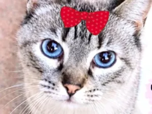 Gato raça SRD-ViraLata idade 7 a 11 meses nome Sofia