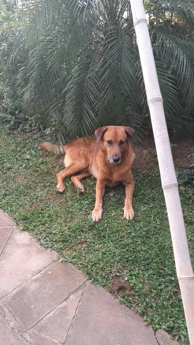 Cachorro raça SRD-ViraLata idade 6 ou mais anos nome Tobby