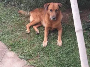 Cachorro raça SRD-ViraLata idade 6 ou mais anos nome Tobby
