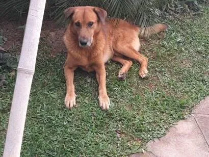 Cachorro raça  idade  nome Tobby 
