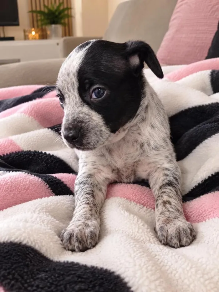 Cachorro raça SRD-ViraLata idade 2 a 6 meses nome Giovanna