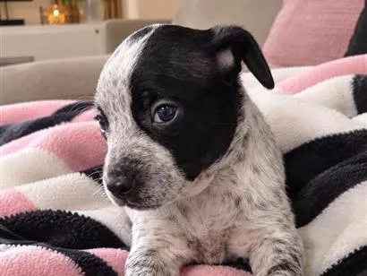 Cachorro raça SRD-ViraLata idade 2 a 6 meses nome Giovanna