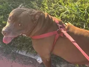 Cachorro raça SRD-ViraLata idade 5 anos nome Thor