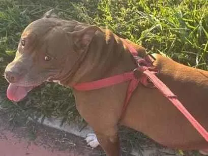 Cachorro raça SRD-ViraLata idade 5 anos nome Thor