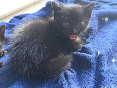 Gato raça SRD-ViraLata idade 2 a 6 meses nome Sem nome 