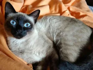 Gato raça Siamês idade 6 ou mais anos nome Pantera
