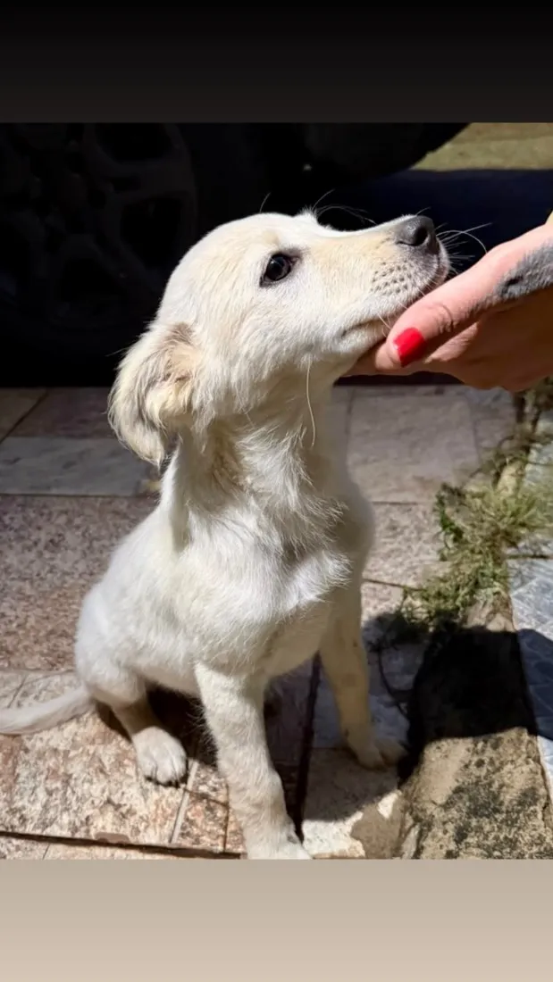 Cachorro raça SRD-ViraLata idade 2 a 6 meses nome Sem nome ainda 