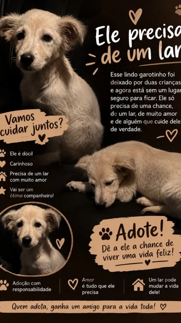 Cachorro raça SRD-ViraLata idade 2 a 6 meses nome Sem nome ainda 