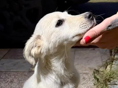 Cachorro raça SRD-ViraLata idade 2 a 6 meses nome Sem nome ainda 
