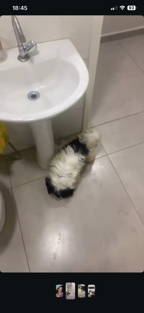 Cachorro raça Shitzu idade 7 a 11 meses nome Toddy