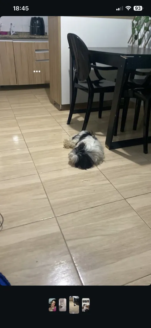 Cachorro raça Shitzu idade 7 a 11 meses nome Toddy