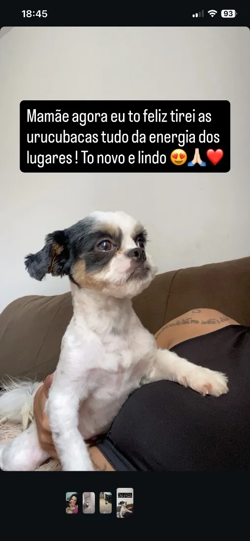 Cachorro raça Shitzu idade 7 a 11 meses nome Toddy