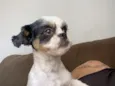 Toddy
