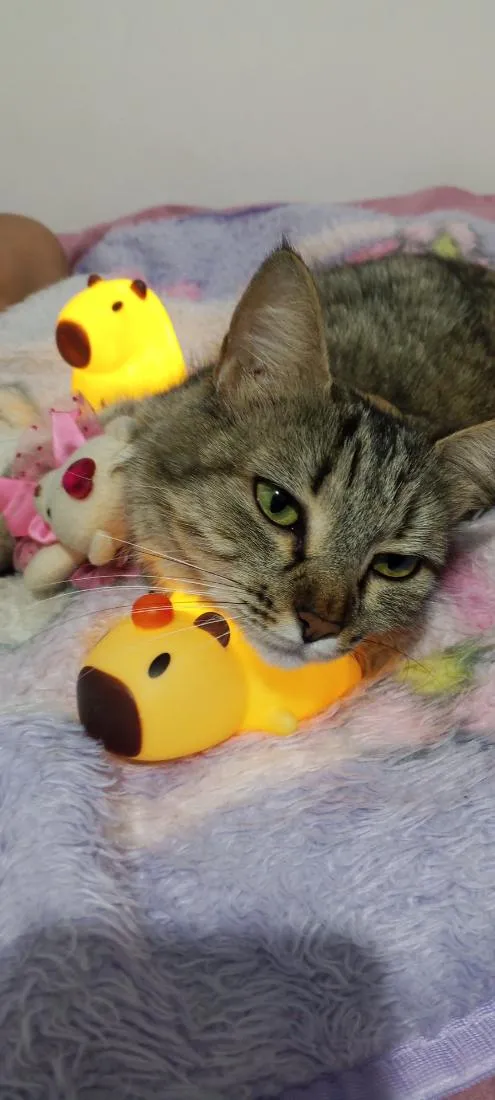 Gato raça SRD-ViraLata idade 3 anos nome Nina menina 