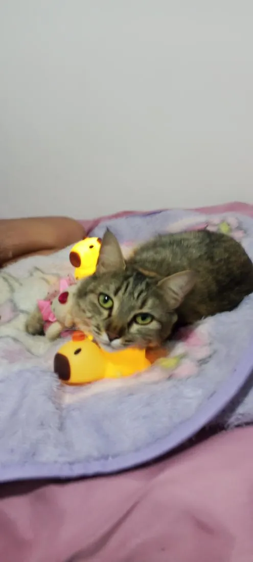 Gato raça SRD-ViraLata idade 3 anos nome Nina menina 