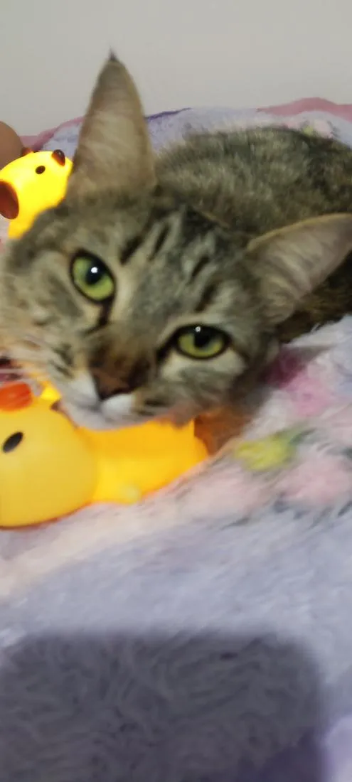 Gato raça SRD-ViraLata idade 3 anos nome Nina menina 