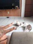 Zeus 