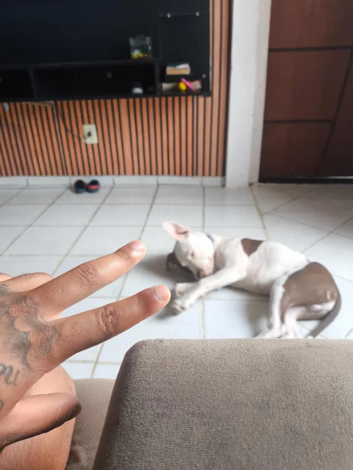 Cachorro raça Pit-Bull idade 2 a 6 meses nome Zeus 