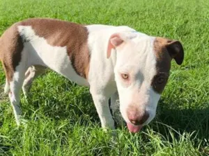 Cachorro raça Pit-Bull idade 2 a 6 meses nome Zeus 