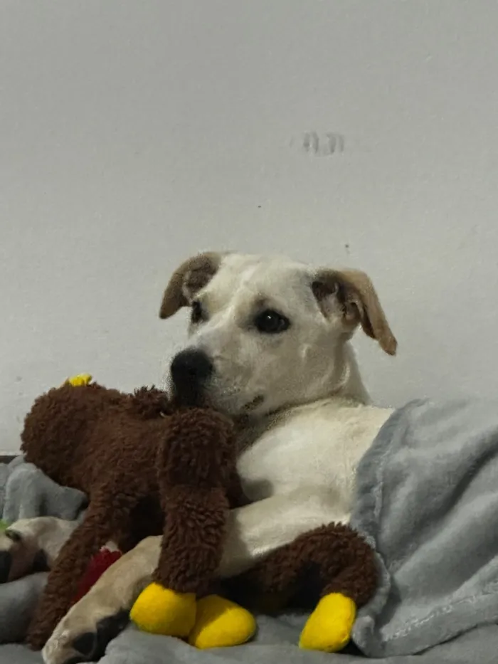 Cachorro raça SRD-ViraLata idade 2 a 6 meses nome Julie 