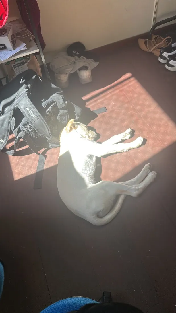 Cachorro raça SRD-ViraLata idade 2 a 6 meses nome Julie 