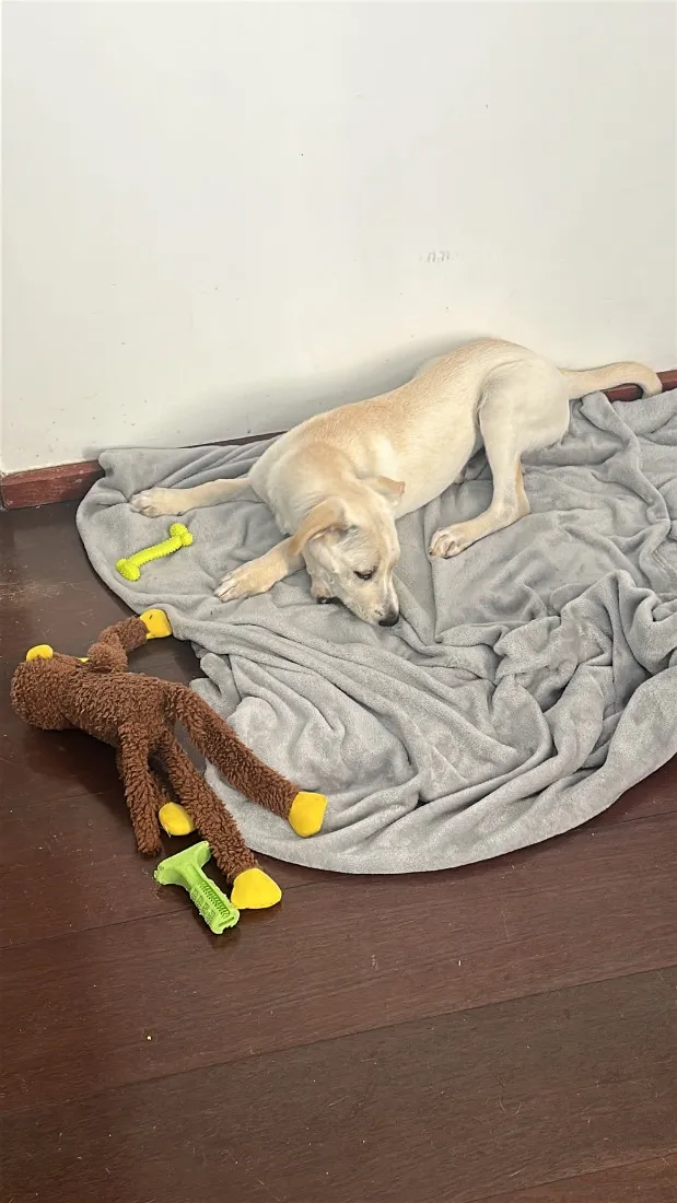 Cachorro raça SRD-ViraLata idade 2 a 6 meses nome Julie 