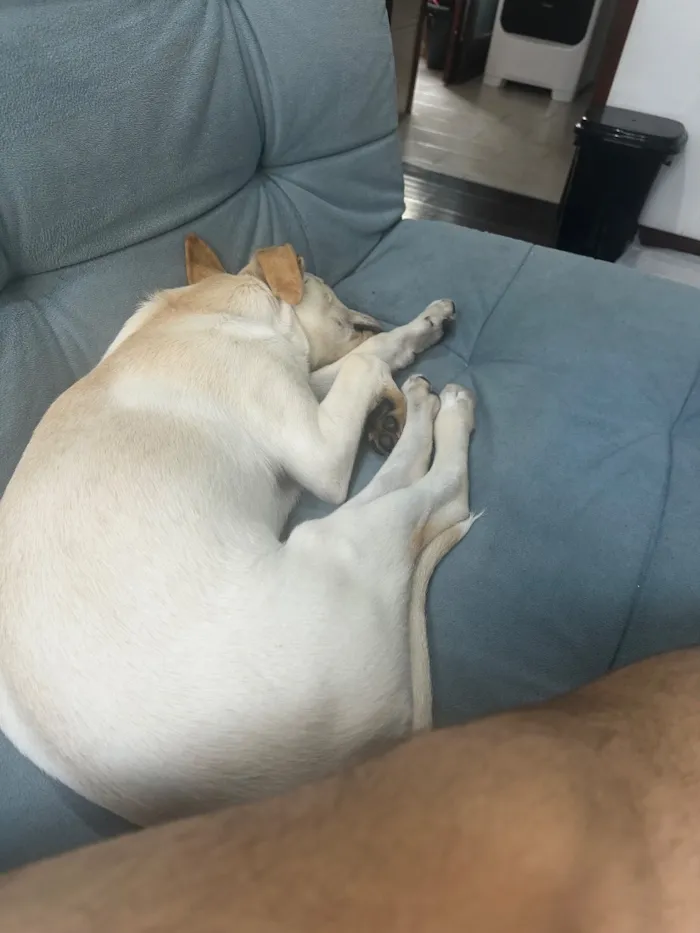 Cachorro raça SRD-ViraLata idade 2 a 6 meses nome Julie 