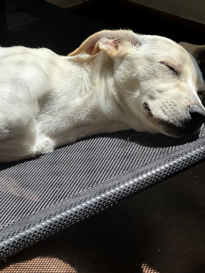 Cachorro raça SRD-ViraLata idade 2 a 6 meses nome Julie 