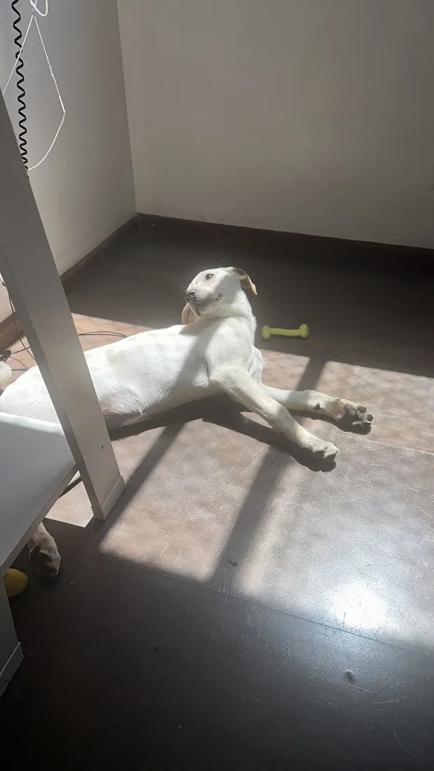 Cachorro raça SRD-ViraLata idade 2 a 6 meses nome Julie 